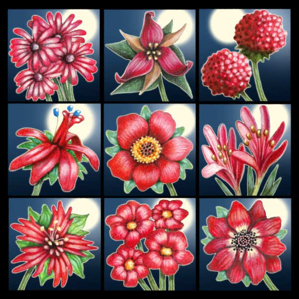 Moon Flower Art Series - Ruby Reds