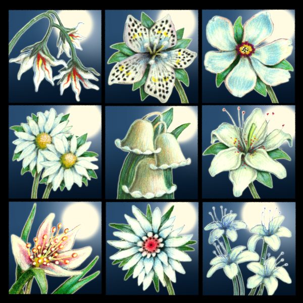 Moon Flower Art Series - Ivory Angels