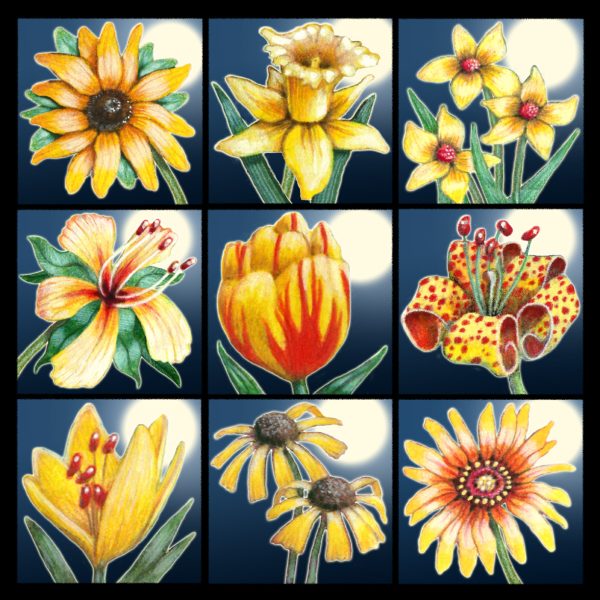 Moon Flower Art Series - Golden Girls