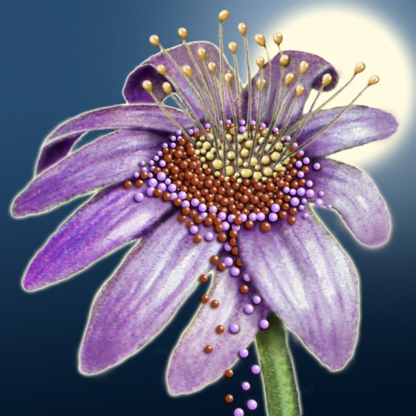 Moon Flower Art Series - Flower 17