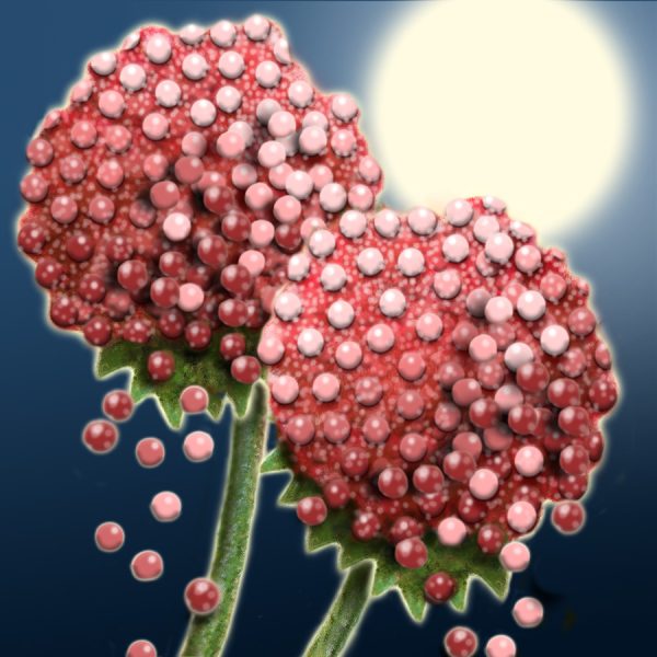 Moon Flower Art Series - Flower 34