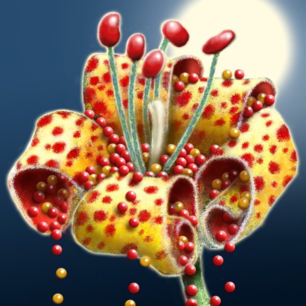 Moon Flower Art Series - Flower 51