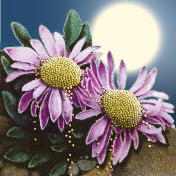 Moon Flower Art Series - Flower 64