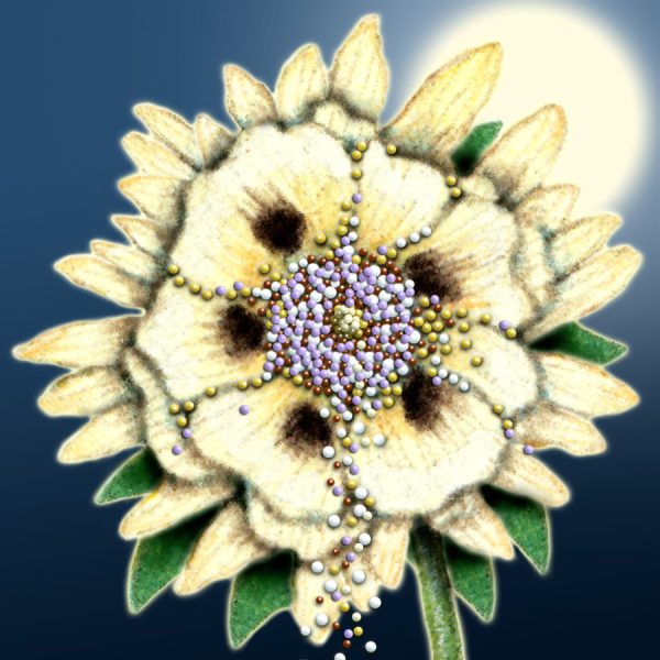 Moon Flower Art Series - Flower 7