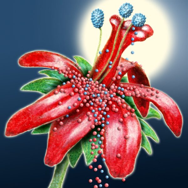 Moon Flower Art Series - Flower 10