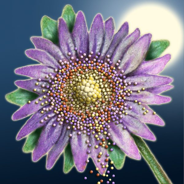 Moon Flower Art Series - Flower 14