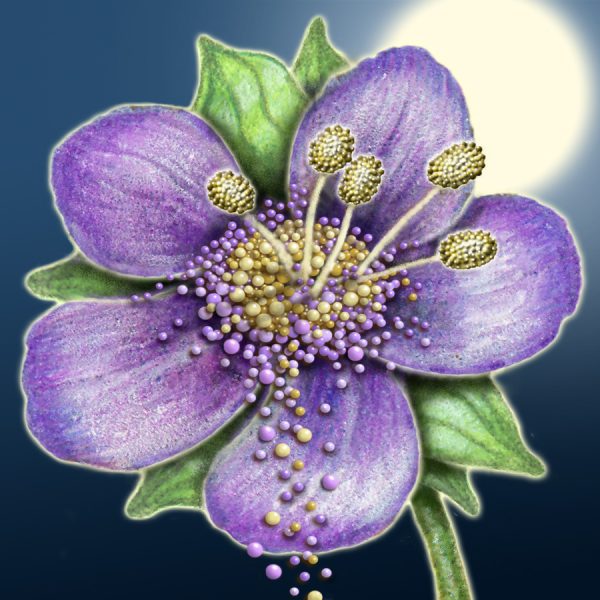 Moon Flower Art Series - Flower 15