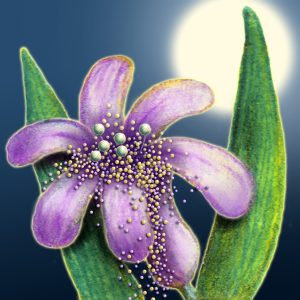 Moon Flower Art Series - Flower 16