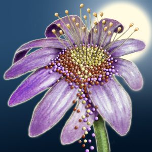 Moon Flower Art Series - Flower 17