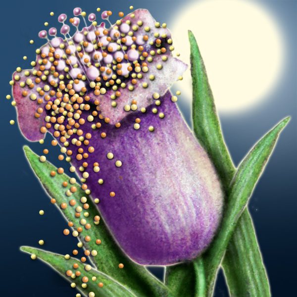 Moon Flower Art Series - Flower 18