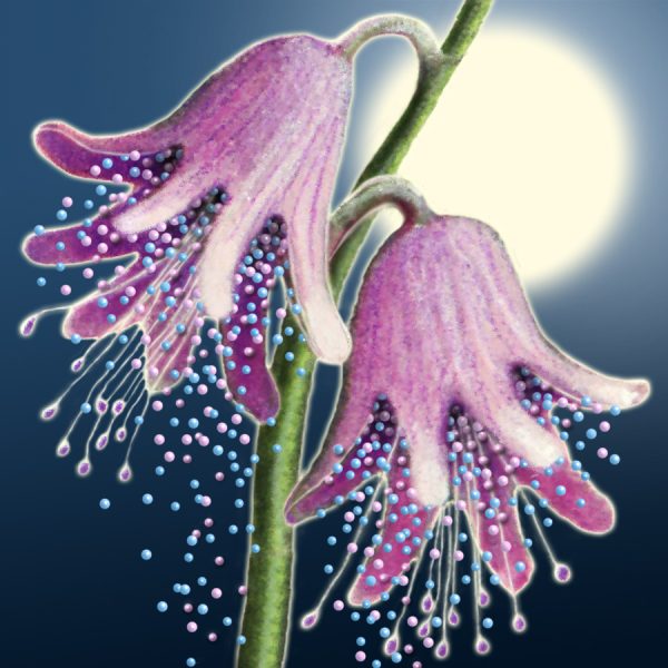 Moon Flower Art Series - Flower 22