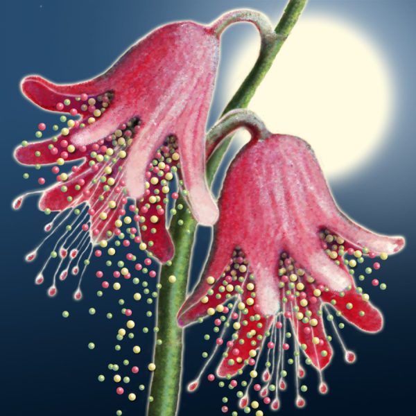 Moon Flower Art Series - Flower 23