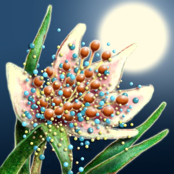 Moon Flower Art Series - Flower 24