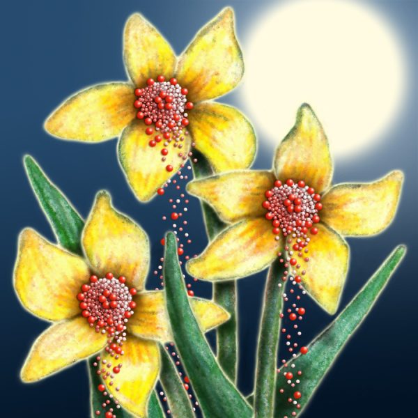 Moon Flower Art Series - Flower 31