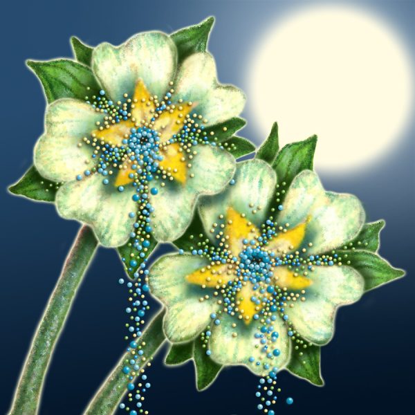 Moon Flower Art Series - Flower 38