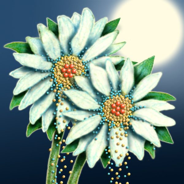 Moon Flower Art Series - Flower 41