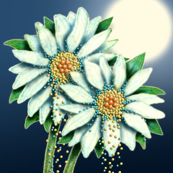 Moon Flower Art Series - Flower 41