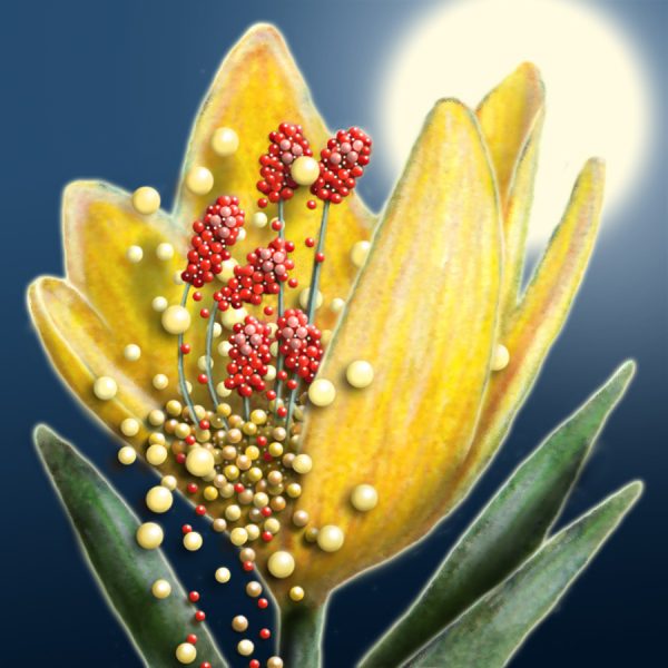 Moon Flower Art Series - Flower 42