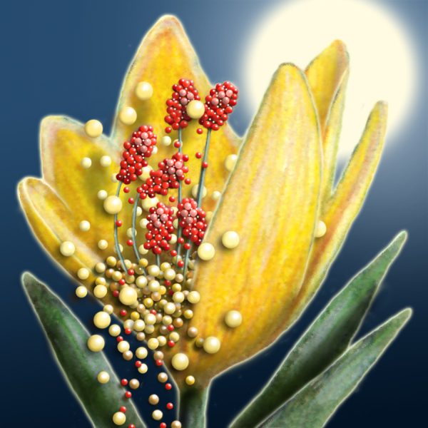 Moon Flower Art Series - Flower 42