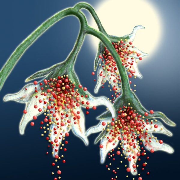 Moon Flower Art Series - Flower 49