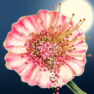 Moon Flower Art Series - Flower 53