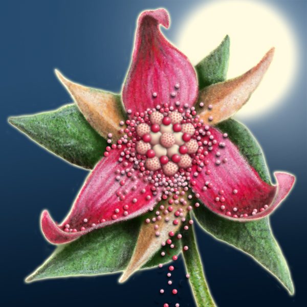 Moon Flower Art Series - Flower 54