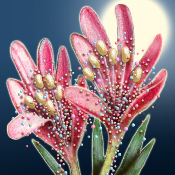 Moon Flower Art Series - Flower 55