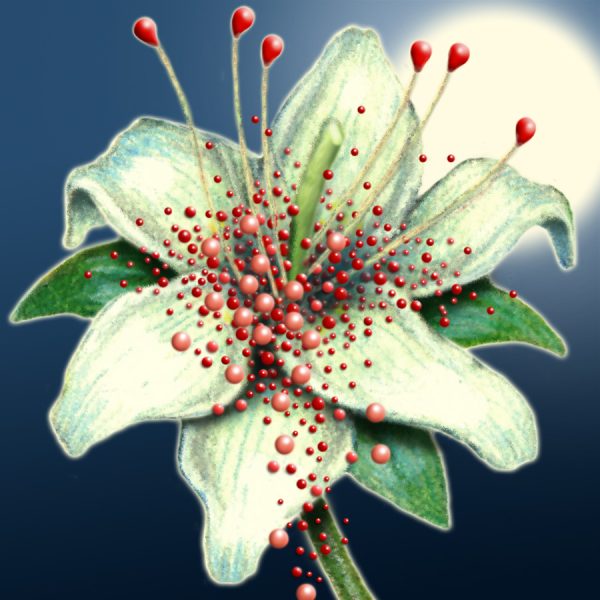 Moon Flower Art Series - Flower 57