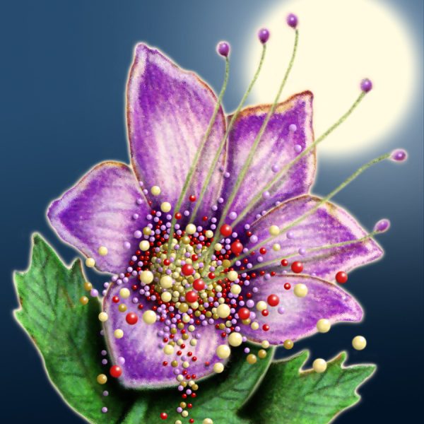 Moon Flower Art Series - Flower 63