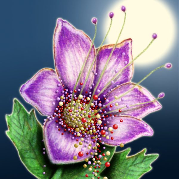 Moon Flower Art Series - Flower 63