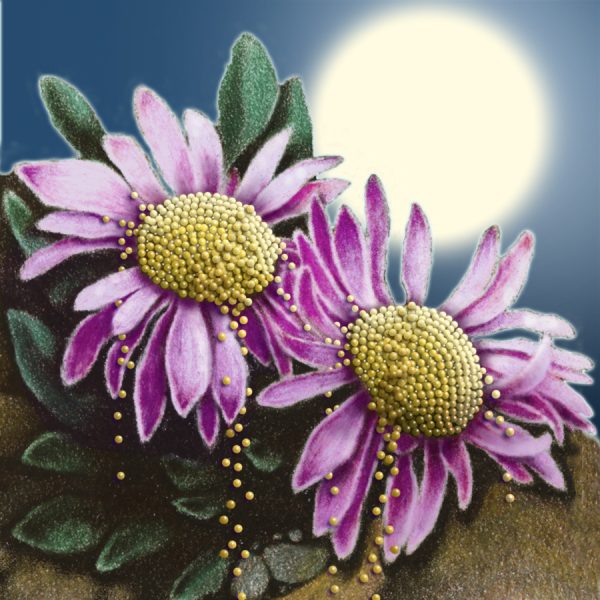 Moon Flower Art Series - Flower 64