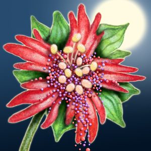 Moon Flower Art Series - Flower 8